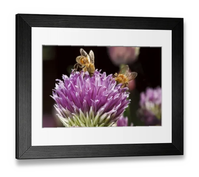 Framed Print : USA, Oregon, Keizer, Honey Bees (Apis mellifera) nectaring on chives