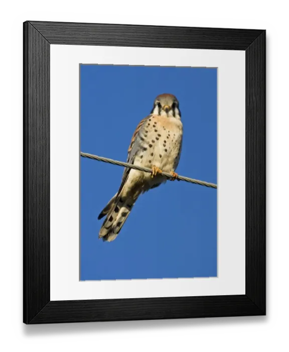 Framed Print : Baskett Slough National Wildlife Refuge, Oregon, a male American Kestrel (Falco sparverius) Framed Print : Baskett Slough National Wildlife Refuge, Oregon, a male American Kestrel (Falco sparverius)