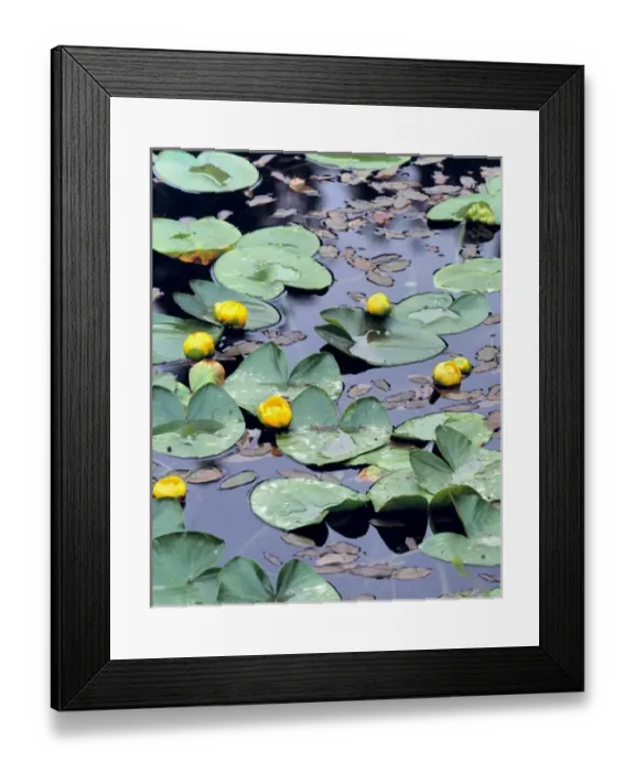 Framed Print : USA, Oregon, Cascades Range. Yellow pondlilies grow abundantly in ponds near Marion Framed Print : USA, Oregon, Cascades Range. Yellow pondlilies grow abundantly in ponds near Marion