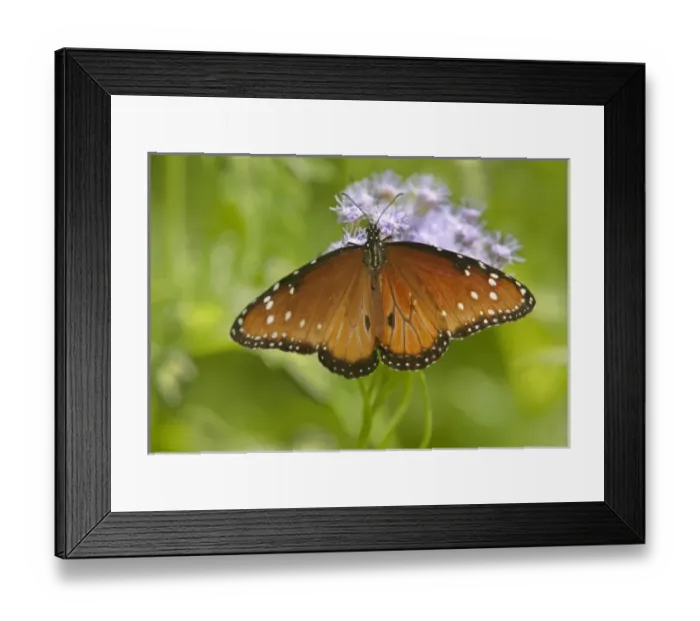 Framed Print : USA, North America, Texas Framed Print : USA, North America, Texas