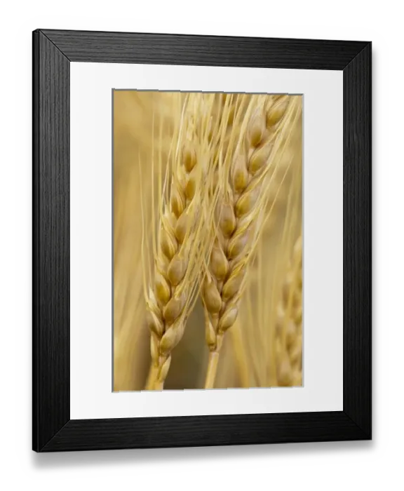 Framed Print : USA, North America, Washington Framed Print : USA, North America, Washington