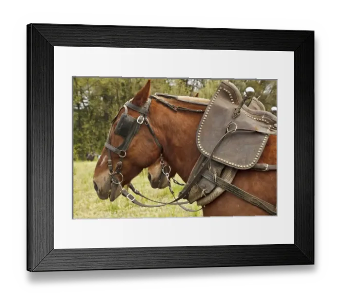 Framed Print : USA, Oregon, Champoeg State Park, Belgian team resting during plowing competition Framed Print : USA, Oregon, Champoeg State Park, Belgian team resting during plowing competition