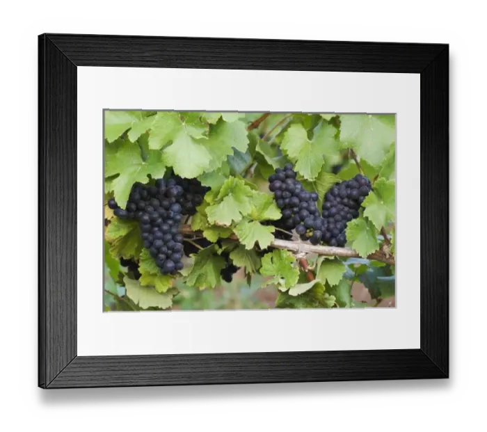 Framed Print : USA, North America, Oregon Framed Print : USA, North America, Oregon