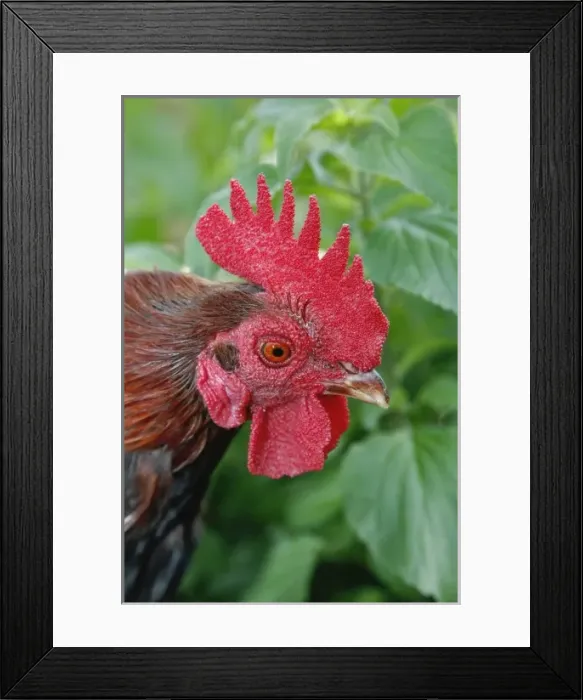 Framed Print : Kronkoskys Tiny Tot Nature Spot, San Antonio Zoo, TX Framed Print : Kronkoskys Tiny Tot Nature Spot, San Antonio Zoo, TX