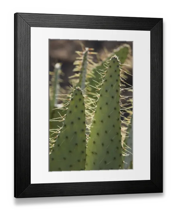 Framed Print : USA, North America, Texas Framed Print : USA, North America, Texas