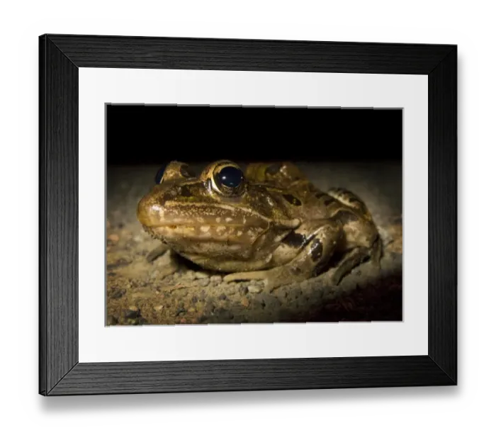 Framed Print : USA, New Jersey, Great Swamp NWR. Southern Leopard Frog in the headlights Framed Print : USA, New Jersey, Great Swamp NWR. Southern Leopard Frog in the headlights