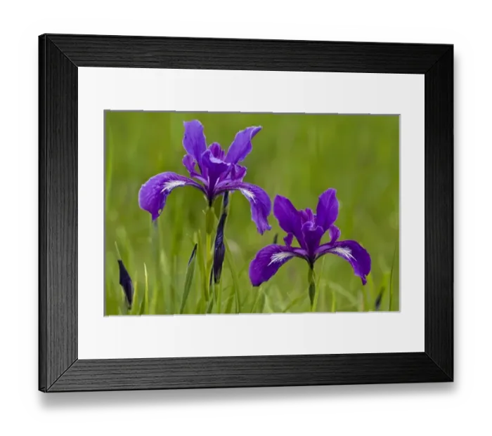 Framed Print : William L. Finley National Wildlife Refuge, Oregon, Tough leaved Iris (Iris tenax)