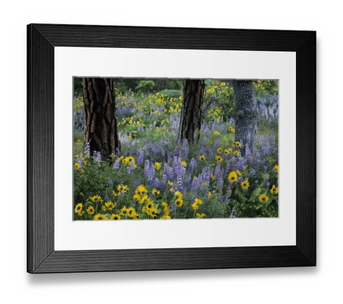 Framed Print : OR, Columbia River Gorge, Rowena, balsamroot and lupine flowers with Pacific Ponderosa Pine Framed Print : OR, Columbia River Gorge, Rowena, balsamroot and lupine flowers with Pacific Ponderosa Pine
