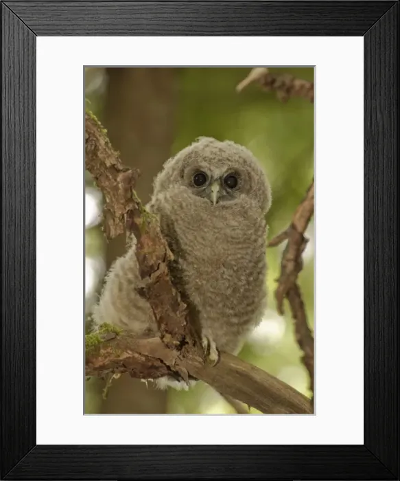 Framed Print : Oreogn, Coast Range, a Northern Spotted Owl (Strix occidentalis) fledgling Framed Print : Oreogn, Coast Range, a Northern Spotted Owl (Strix occidentalis) fledgling