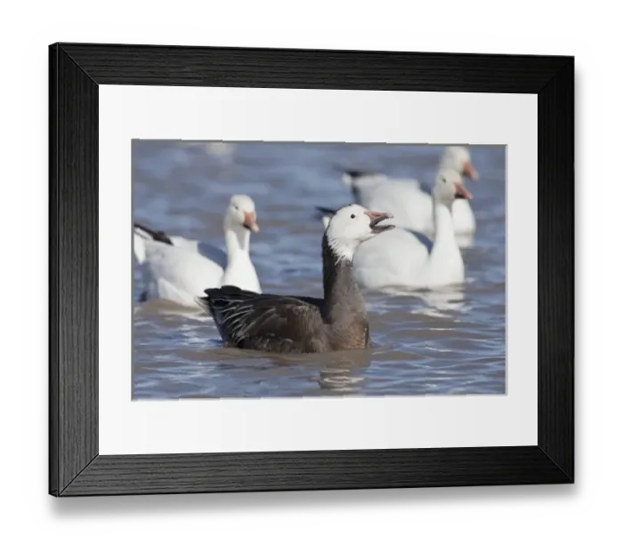 Framed Print : Bosque del Apache National Wildlife Refuge, New Mexico, a Snow Goose (Blue Phase) Framed Print : Bosque del Apache National Wildlife Refuge, New Mexico, a Snow Goose (Blue Phase)