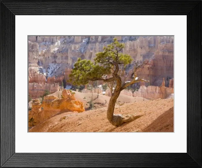 Framed Print : UT, Bryce Canyon National Park, Limber Pine tree Framed Print : UT, Bryce Canyon National Park, Limber Pine tree