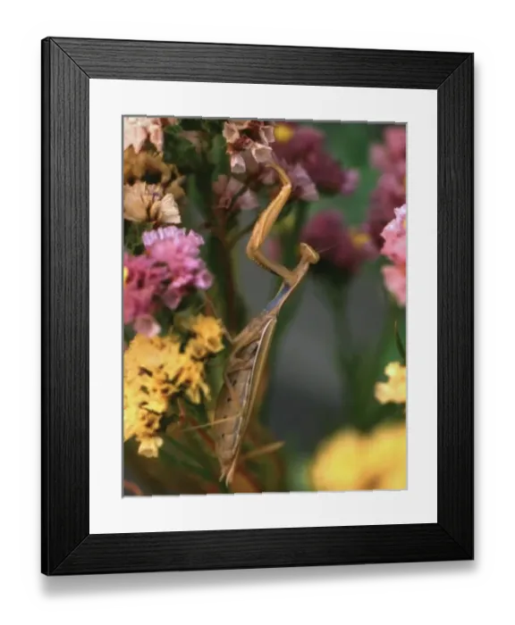 Framed Print : USA, North America, Oregon Framed Print : USA, North America, Oregon