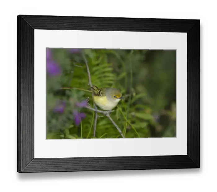Framed Print : USA, Texas, South Padre Island. Close-up of white-eyed vireo perched among flowering sage plants
