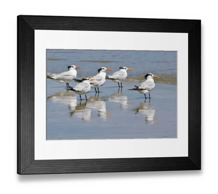 Framed Print : Texas, Padre Island. SHore birds in Padre Island National Seashore Framed Print : Texas, Padre Island. SHore birds in Padre Island National Seashore