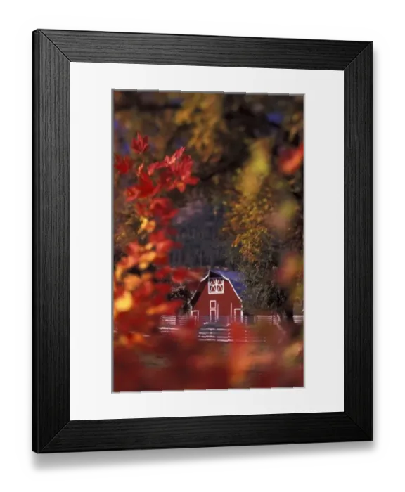 Framed Print : USA, Oregon, Wallowa Valley. Barn with fall-colored leaves Framed Print : USA, Oregon, Wallowa Valley. Barn with fall-colored leaves