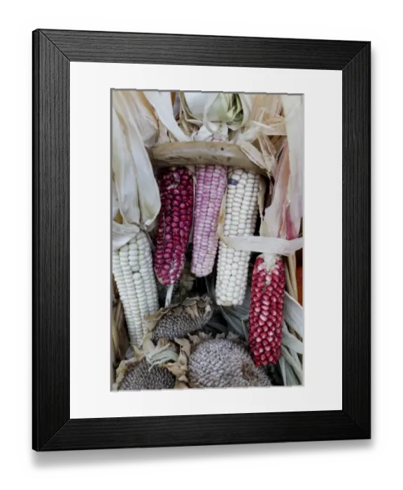 Framed Print : Santa Fe, New Mexico, United States. Ornamental dried corn