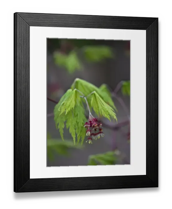 Framed Print : USA, Pennsylvania. Close-up of maple leaf opening in springtime