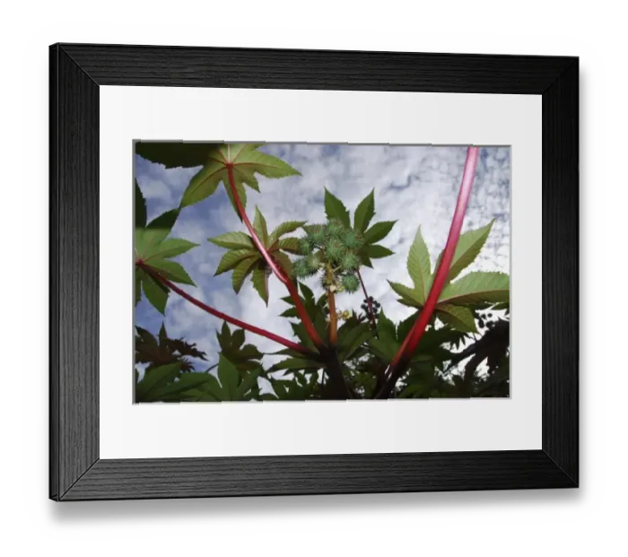Framed Print : USA, North America, Oregon Framed Print : USA, North America, Oregon