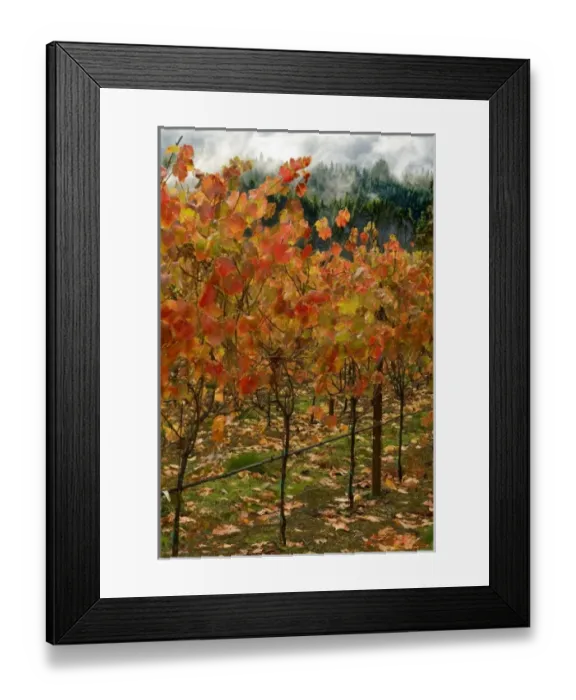 Framed Print : Bright fall colors on vines at the Barndborg vineyards in the Umpqua River region, Oregon
