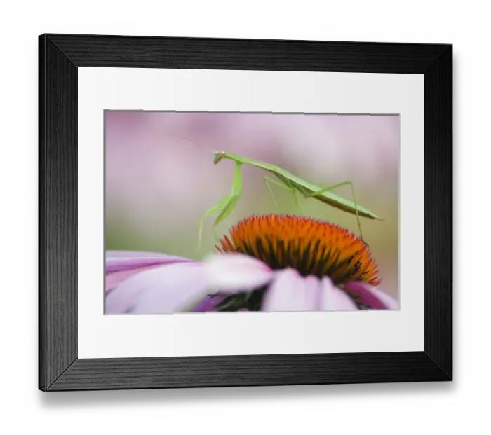 Framed Print : USA, North America, Pennsylvania Framed Print : USA, North America, Pennsylvania