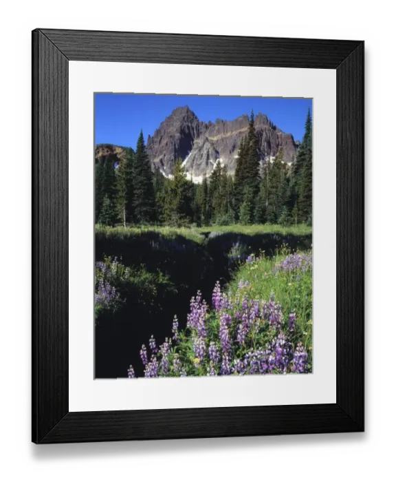 Framed Print : USA, Oregon, Three Fingered Jack. Purple lupine blooms foreground mighty Three Fingered Jack Framed Print : USA, Oregon, Three Fingered Jack. Purple lupine blooms foreground mighty Three Fingered Jack