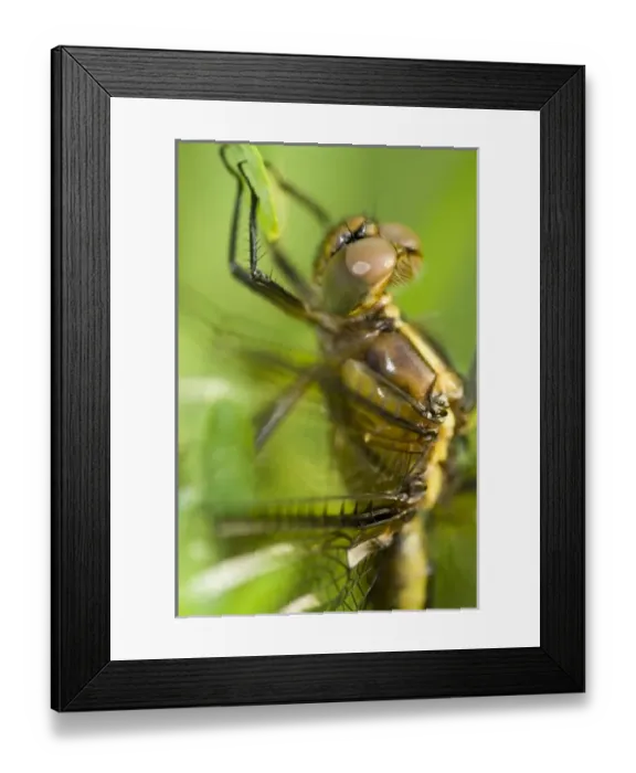 Framed Print : USA, North America, New York Framed Print : USA, North America, New York