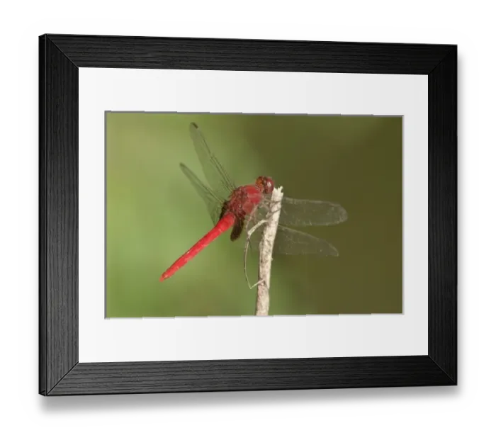 Framed Print : USA, North America, Texas Framed Print : USA, North America, Texas