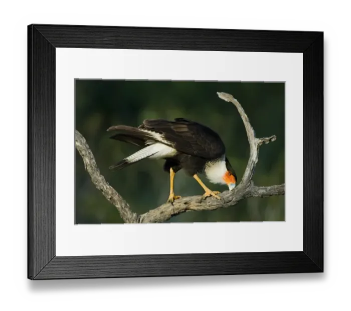 Framed Print : USA, Texas, Rio Grande Valley, Starr County. Crested caracara cleaning bill on tree limb Framed Print : USA, Texas, Rio Grande Valley, Starr County. Crested caracara cleaning bill on tree limb