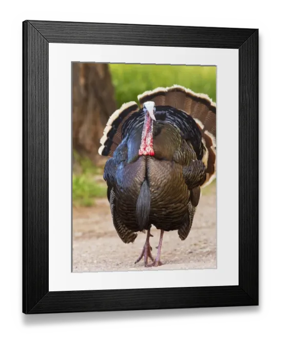 Framed Print : USA, North America, Utah