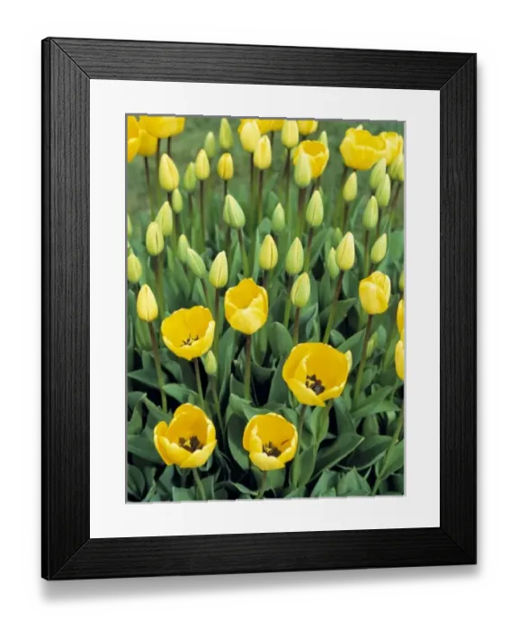Framed Print : USA, North America, Oregon Framed Print : USA, North America, Oregon