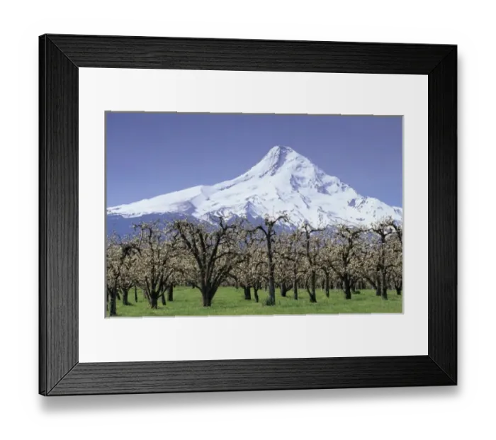 Framed Print : OR, Hood River Valley near Hood River, Mt. Hood with orchard in bloom