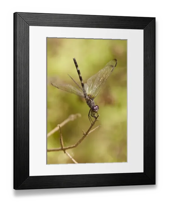 Framed Print : Unknown. Black Setwing (Dythemis nigrescens) female on hunting, perch, Texas, autumn