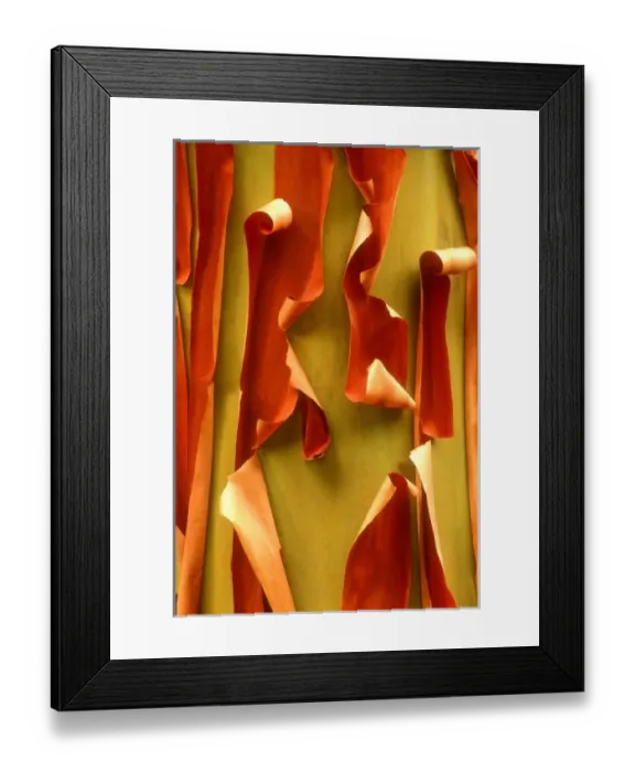 Framed Print : USA, Washington, Olympic National Park. Detail of curled Pacific Madrone tree bark detail