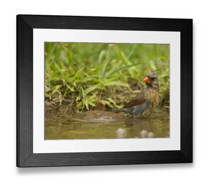 Framed Print : USA, North America, Texas Framed Print : USA, North America, Texas