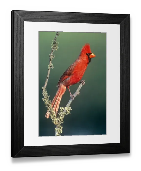 Framed Print : USA, Texas, Rio Grande Valley, McAllen. Portrait of male cardinal on lichen-covered branch