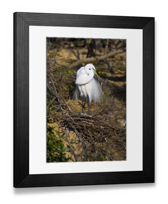 Framed Print : USA, Texas, High Island, High Island Rookery. Great egret on nest with eggs Framed Print : USA, Texas, High Island, High Island Rookery. Great egret on nest with eggs