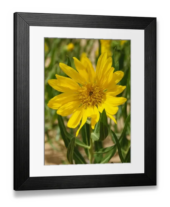 Framed Print : USA, North America, Utah Framed Print : USA, North America, Utah