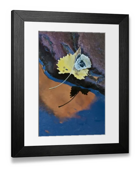 Framed Print : USA, Utah, Zion National Park. Cottonwood leaves on rock reflect on Pine Creek Framed Print : USA, Utah, Zion National Park. Cottonwood leaves on rock reflect on Pine Creek