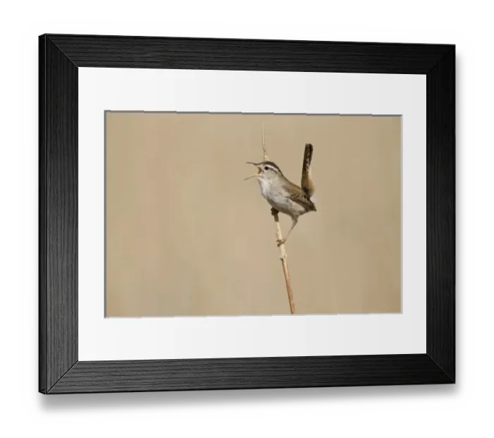 Framed Print : Summer Lake Wildife Area, Oreogn, A Marsh Wren (Cistothorus palustris) singing