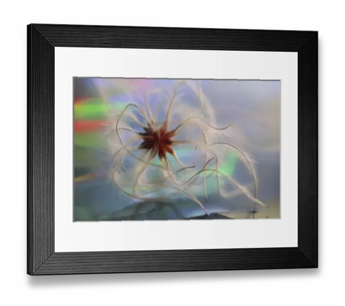 Framed Print : USA, Washington, Bellingham, Close-up of virgins bower (Clematis virginiana) Framed Print : USA, Washington, Bellingham, Close-up of virgins bower (Clematis virginiana)