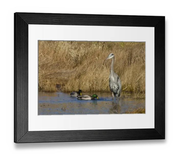 Framed Print : Baskett Slough National Wildlife Refuge, Oregon, a Great Blue Heron (Ardea herodias) Framed Print : Baskett Slough National Wildlife Refuge, Oregon, a Great Blue Heron (Ardea herodias)