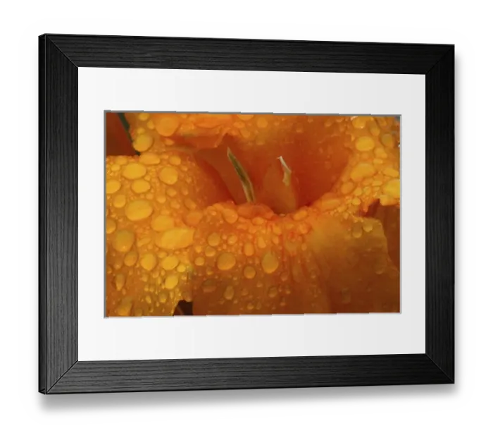 Framed Print : Dew Drops on Canna Lily, Cannas, Close-up Sammamish, Washington Framed Print : Dew Drops on Canna Lily, Cannas, Close-up Sammamish, Washington