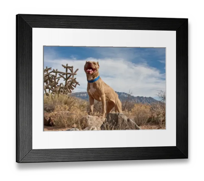 Framed Print : An American Pitt Bull Terrier dog standing on a rock looking regal with the Sandia
