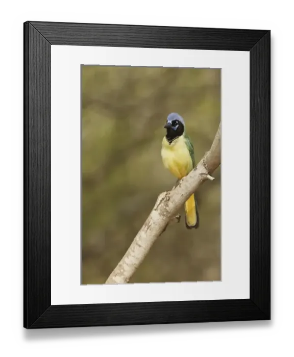 Framed Print : USA, North America, Texas Framed Print : USA, North America, Texas