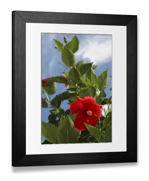 Framed Print : U. S. A. New York, Saratoga Springs, red Hibiscus, summer day Framed Print : U. S. A. New York, Saratoga Springs, red Hibiscus, summer day