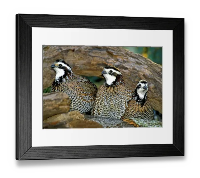 Framed Print : USA, North America, Texas