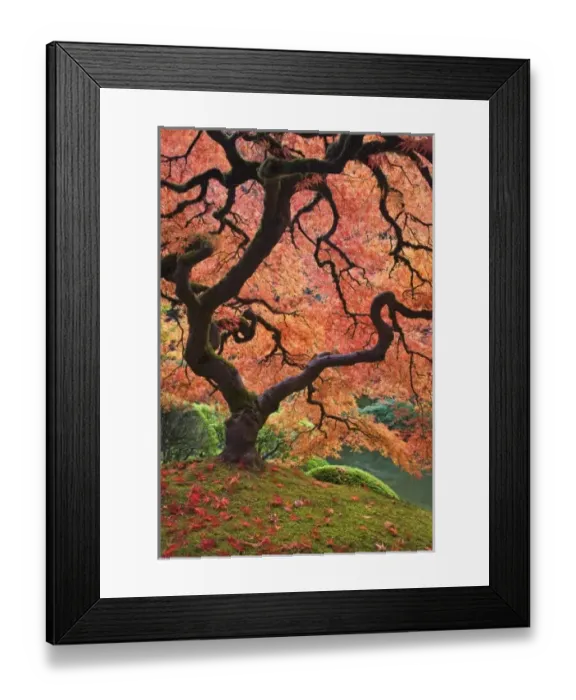 Framed Print : USA, Oregon, Portland. Japanese maple trees in autumn color at Portland Japanese Garden