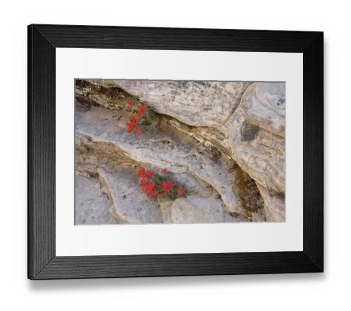 Framed Print : Utah, Zion National Park, Indian Paintbrush wildflowers Framed Print : Utah, Zion National Park, Indian Paintbrush wildflowers