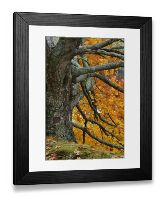 Framed Print : Large maple tree in autumn, Bass Lake, near Blowing Rock, North Carolina Framed Print : Large maple tree in autumn, Bass Lake, near Blowing Rock, North Carolina