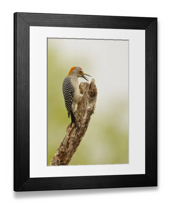 Framed Print : USA, North America, Texas Framed Print : USA, North America, Texas